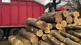 images/0000nieuws/2020/overloon-boom-kappen/boom-verwijderen-kappen-rooien-overloon-venray-160x90-13f