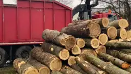 images/0000nieuws/2020/overloon-boom-kappen/boom-verwijderen-kappen-rooien-overloon-venray-257x145-d03