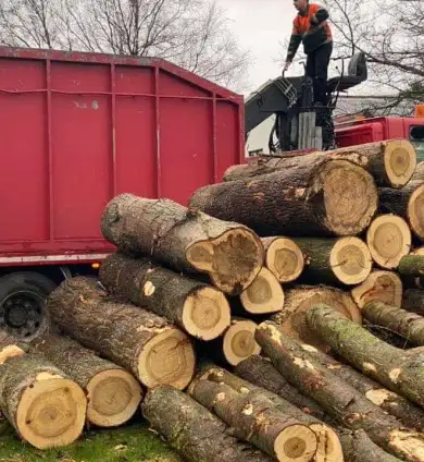 images/0000nieuws/2020/overloon-boom-kappen/boom-verwijderen-kappen-rooien-overloon-venray-390x424-530