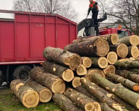 images/0000nieuws/2020/overloon-boom-kappen/boom-verwijderen-kappen-rooien-overloon-venray-530x424-9d1