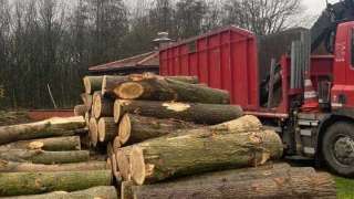 bomen rooien overloon 