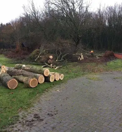 images/0000nieuws/2020/overloon-boom-kappen/boom-verwijderen-kappen-rooien-overloon-venray-venlo-390x424-530