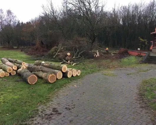 images/0000nieuws/2020/overloon-boom-kappen/boom-verwijderen-kappen-rooien-overloon-venray-venlo-530x424-9d1