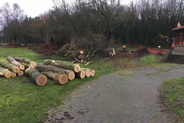 images/0000nieuws/2020/overloon-boom-kappen/boom-verwijderen-kappen-rooien-overloon-venray-venlo-635x424-c1b