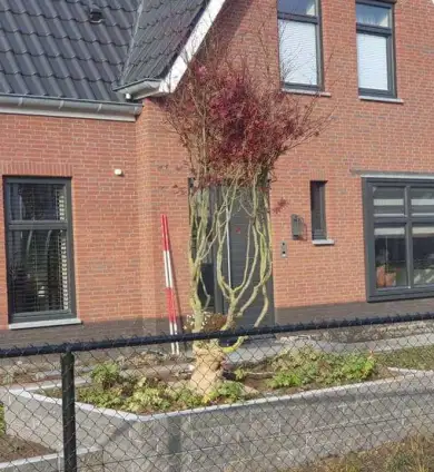 images/0000nieuws/2020/rode-esdoorn-met-sfeer-verlichting-5-390x424-297