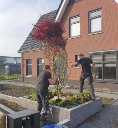 images/0000nieuws/2020/rode-esdoorn-met-sfeer-verlichting-6-390x424-297