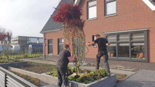 Rode Esdoorn met sfeer verlichting  