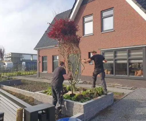 images/0000nieuws/2020/rode-esdoorn-met-sfeer-verlichting-6-510x424-49c