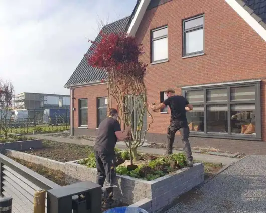 images/0000nieuws/2020/rode-esdoorn-met-sfeer-verlichting-6-530x424-24a