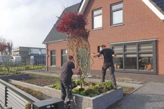 images/0000nieuws/2020/rode-esdoorn-met-sfeer-verlichting-6-635x424-848