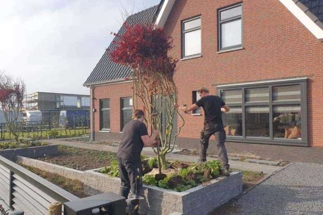 Rode Esdoorn met sfeer verlichting  