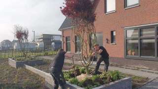 Rode Esdoorn met sfeer verlichting  