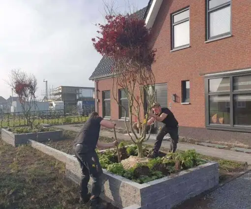 images/0000nieuws/2020/rode-esdoorn-met-sfeer-verlichting-7-510x424-49c