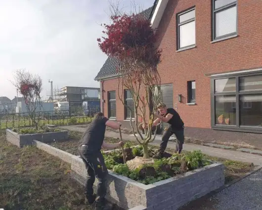 images/0000nieuws/2020/rode-esdoorn-met-sfeer-verlichting-7-530x424-24a