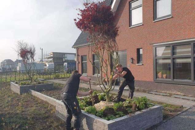 Rode Esdoorn met sfeer verlichting  