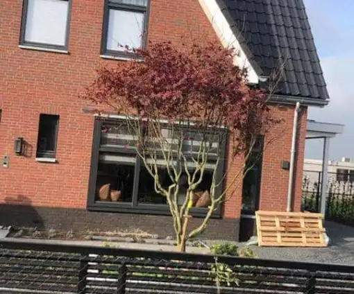 images/0000nieuws/2020/rode-esdoorn-met-sfeer-verlichting-8-510x424-49c