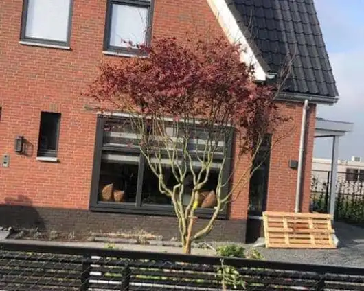 images/0000nieuws/2020/rode-esdoorn-met-sfeer-verlichting-8-530x424-24a