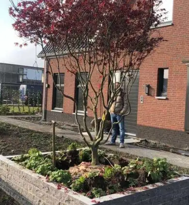images/0000nieuws/2020/rode-esdoorn-met-sfeer-verlichting-9-390x424-297