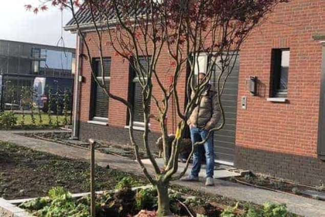 Rode Esdoorn met sfeer verlichting  