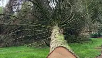 images/0000nieuws/2022/12-poppel/bomen-verwijderen-breda-210x119-6fe