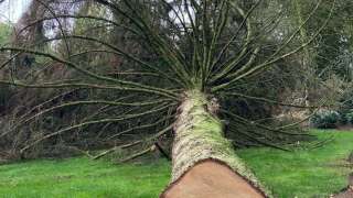 bomen verwijderen poppel