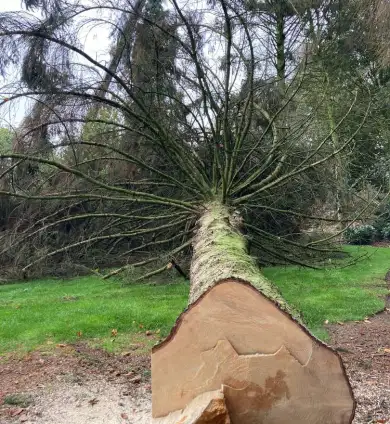 images/0000nieuws/2022/12-poppel/bomen-verwijderen-breda-390x424-9b4