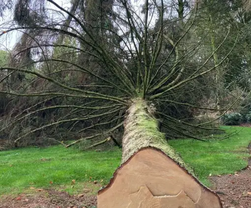 images/0000nieuws/2022/12-poppel/bomen-verwijderen-breda-510x424-e63