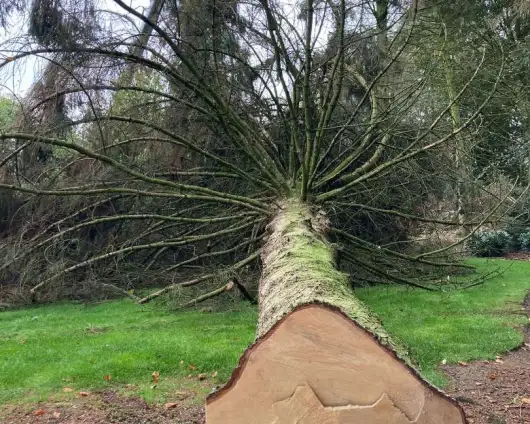 images/0000nieuws/2022/12-poppel/bomen-verwijderen-breda-530x424-c24
