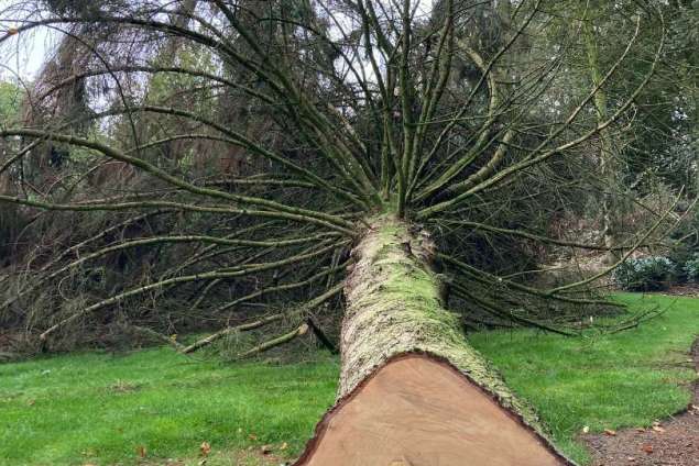 bomen verwijderen