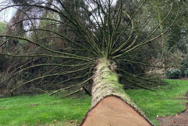 bomen verwijderen poppel