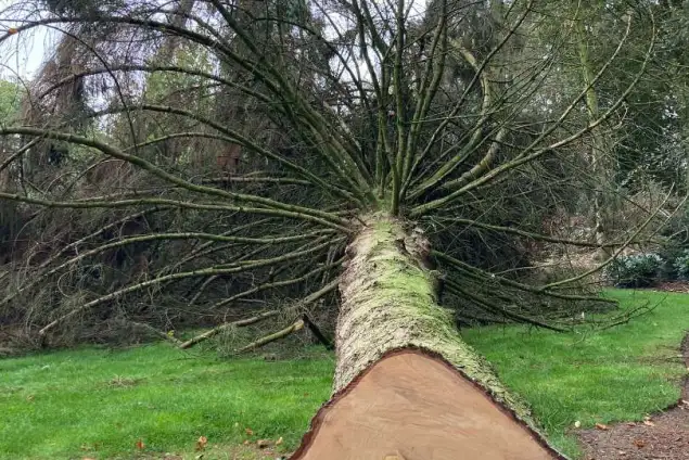 images/0000nieuws/2022/12-poppel/bomen-verwijderen-breda-635x424-c49