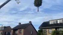 images/0000nieuws/2022/12-poppel/bomen-verwijderen-breda-dongen-ulvenhout-210x118-4b3