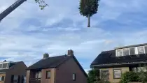 images/0000nieuws/2022/12-poppel/bomen-verwijderen-breda-dongen-ulvenhout-210x119-201