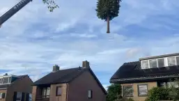 images/0000nieuws/2022/12-poppel/bomen-verwijderen-breda-dongen-ulvenhout-257x145-8b6