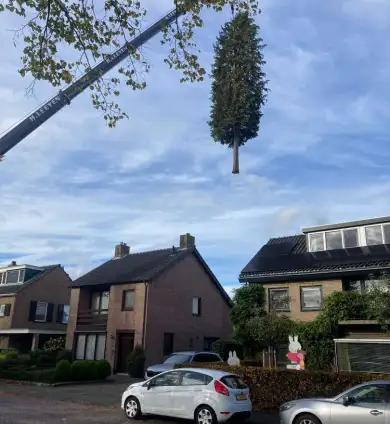 images/0000nieuws/2022/12-poppel/bomen-verwijderen-breda-dongen-ulvenhout-390x424-b76