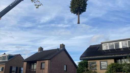 bomen verwijderen poppel