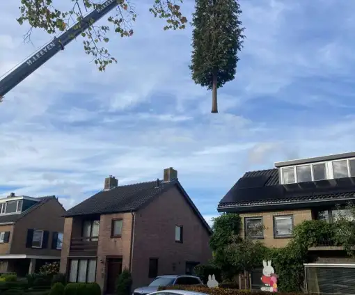 images/0000nieuws/2022/12-poppel/bomen-verwijderen-breda-dongen-ulvenhout-510x424-24a
