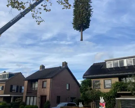 images/0000nieuws/2022/12-poppel/bomen-verwijderen-breda-dongen-ulvenhout-530x424-900