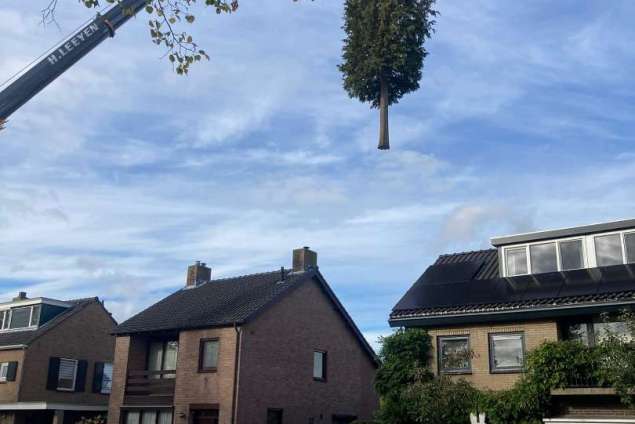 bomen verwijderen poppel