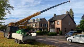 bomen verwijderen poppel