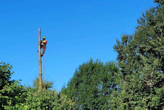 boom verwijderen geldermalsen