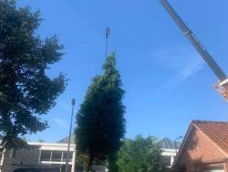 boom verwijderen Breda en stronk uitfrezen