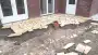 images/0000nieuws/2022/20-flagstone-leggen-udenhout/flagstone-yellow-brazil-udenhout-leggen-in-de-tuin-8-90x51-607