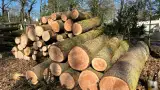 images/0000nieuws/2022/5-3-best-bomen-rooien/verwijderen-van-bomen-in-best-eindhoven-160x90-6fe