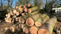 images/0000nieuws/2022/5-3-best-bomen-rooien/verwijderen-van-bomen-in-best-eindhoven-210x119-6b7