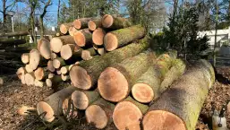 images/0000nieuws/2022/5-3-best-bomen-rooien/verwijderen-van-bomen-in-best-eindhoven-257x145-08d