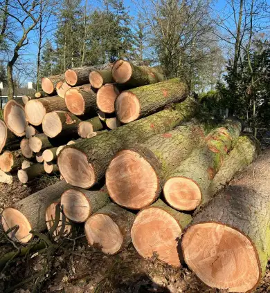 images/0000nieuws/2022/5-3-best-bomen-rooien/verwijderen-van-bomen-in-best-eindhoven-390x424-5a2