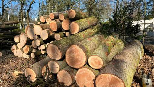 images/0000nieuws/2022/5-3-best-bomen-rooien/verwijderen-van-bomen-in-best-eindhoven-510x287-389