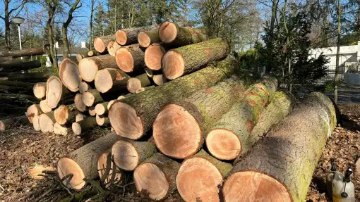 images/0000nieuws/2022/5-3-best-bomen-rooien/verwijderen-van-bomen-in-best-eindhoven-510x287-77a