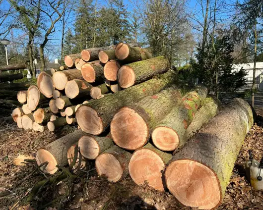 images/0000nieuws/2022/5-3-best-bomen-rooien/verwijderen-van-bomen-in-best-eindhoven-530x424-f68